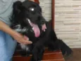 Rabitto