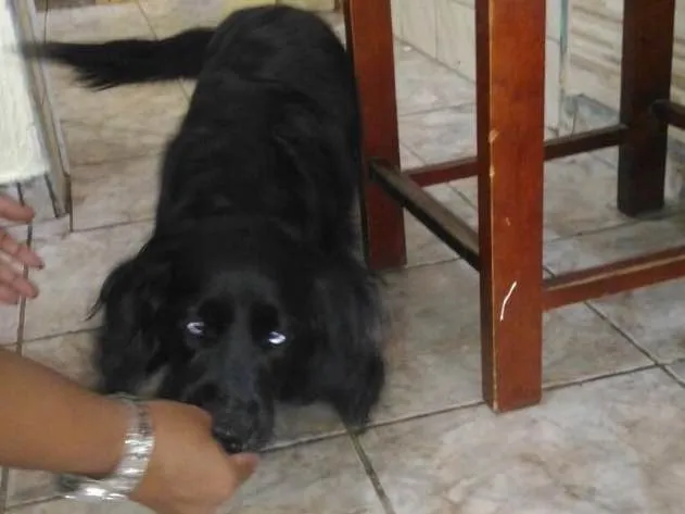 Cachorro ra a SRD  idade 1 ano nome Rabitto 