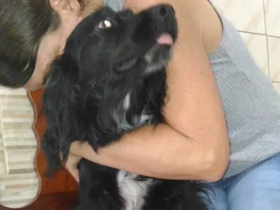 Cachorro ra a SRD  idade 1 ano nome Rabitto 
