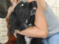 Rabitto