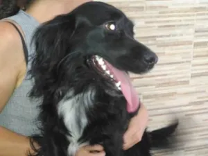 Cachorro raça SRD  idade 1 ano nome Rabitto 