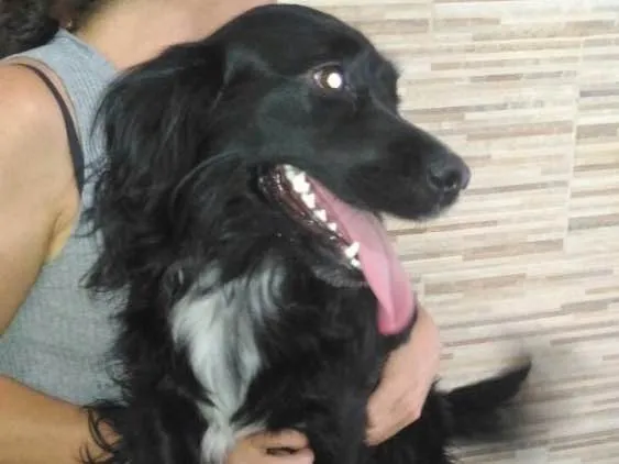 Cachorro ra a SRD  idade 1 ano nome Rabitto 