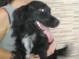 Rabitto
