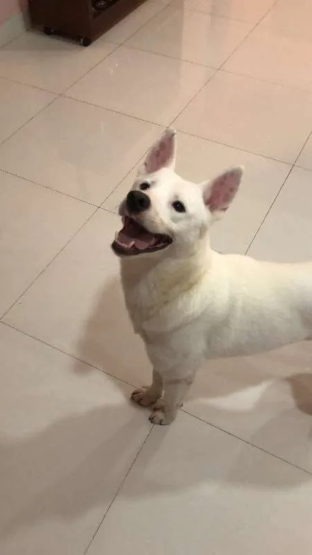 Cachorro ra a kishu inu idade 1 ano nome Dinho