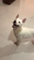 Dinho