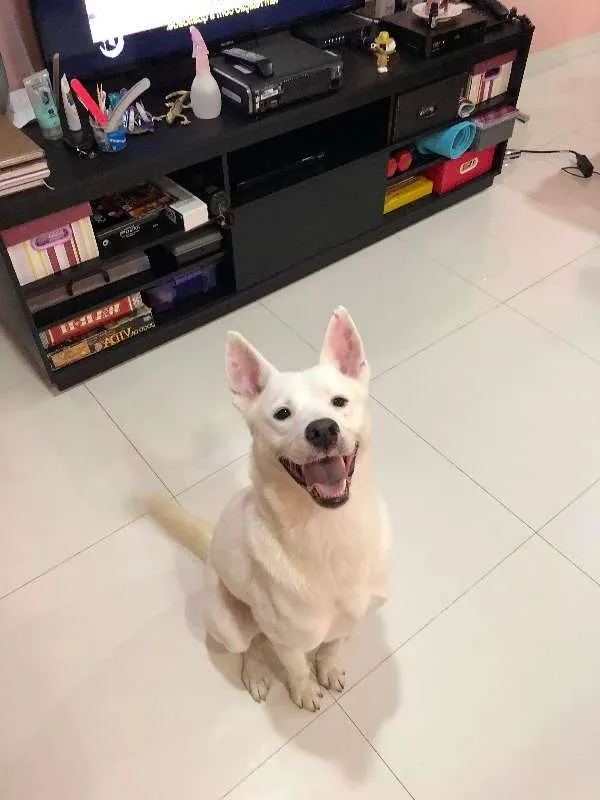 Cachorro ra a kishu inu idade 1 ano nome Dinho