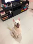 Dinho