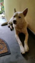 Dinho