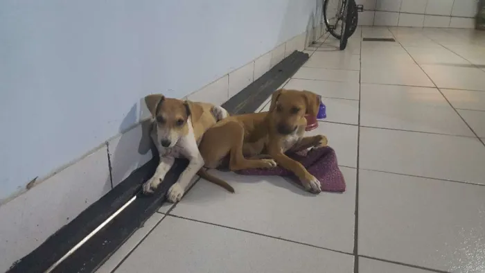 Cachorro ra a Sem raça definida idade Abaixo de 2 meses nome João e Maria 