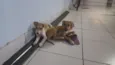 João e Maria 
