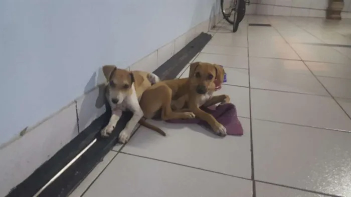 Cachorro ra a Sem raça definida idade Abaixo de 2 meses nome João e Maria 