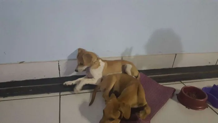 Cachorro ra a Sem raça definida idade Abaixo de 2 meses nome João e Maria 