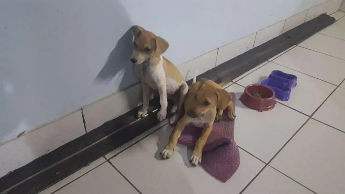 Cachorro ra a Sem raça definida idade Abaixo de 2 meses nome João e Maria 