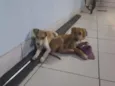 João e Maria 