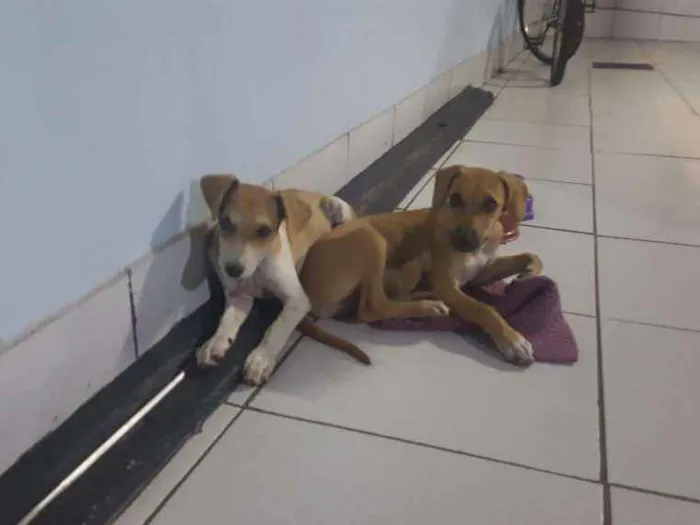 Cachorro ra a Sem raça definida idade Abaixo de 2 meses nome João e Maria 