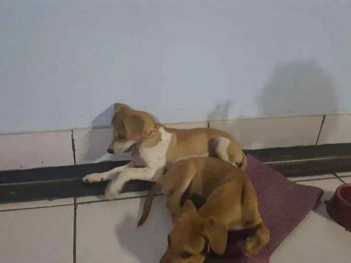 Cachorro ra a Sem raça definida idade Abaixo de 2 meses nome João e Maria 