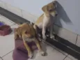 João e Maria 