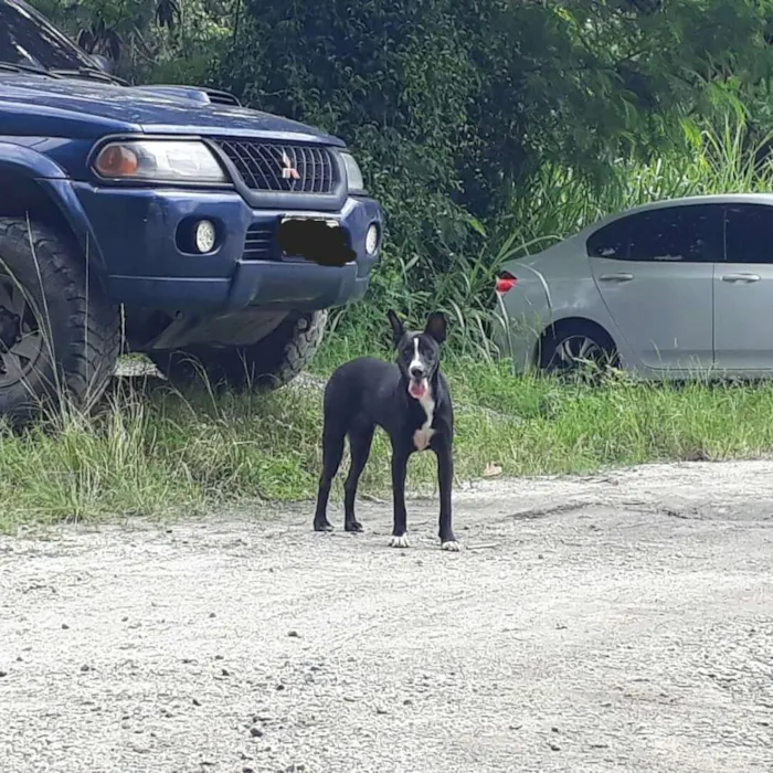 Cachorro ra a SRD idade 1 ano nome Negão 