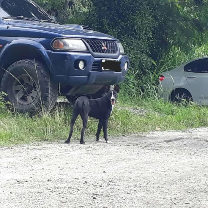 Cachorro ra a SRD idade 1 ano nome Negão 