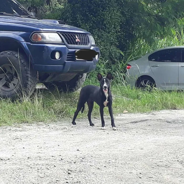 Cachorro ra a SRD idade 1 ano nome Negão 
