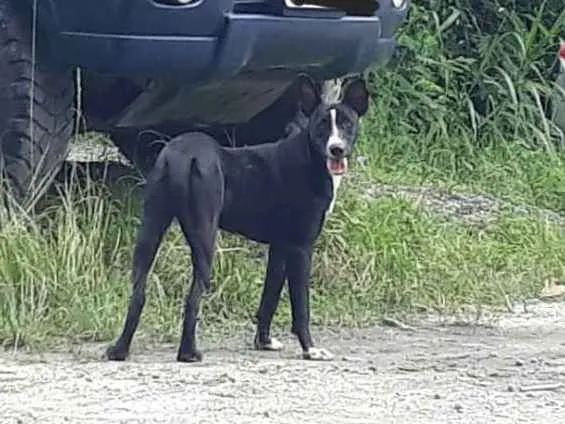 Cachorro ra a SRD idade 1 ano nome Negão 