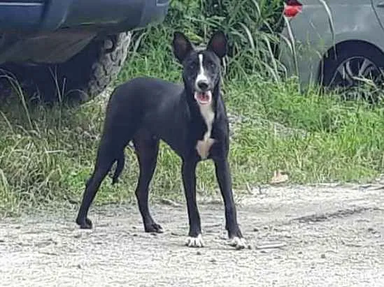 Cachorro ra a SRD idade 1 ano nome Negão 