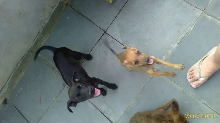 Cachorro ra a Poodle com pinscher idade Abaixo de 2 meses nome Sem nomes