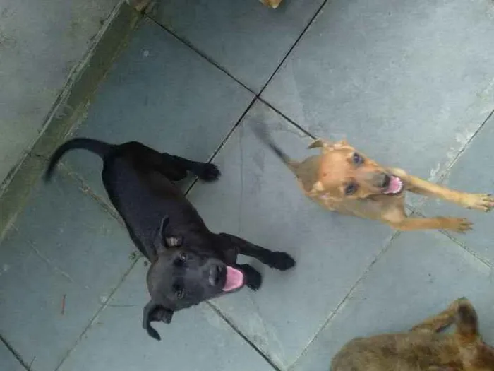 Cachorro ra a Poodle com pinscher idade Abaixo de 2 meses nome Sem nomes