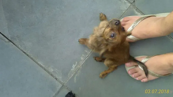 Cachorro ra a Não definida idade 2 a 6 meses nome Sem nomes
