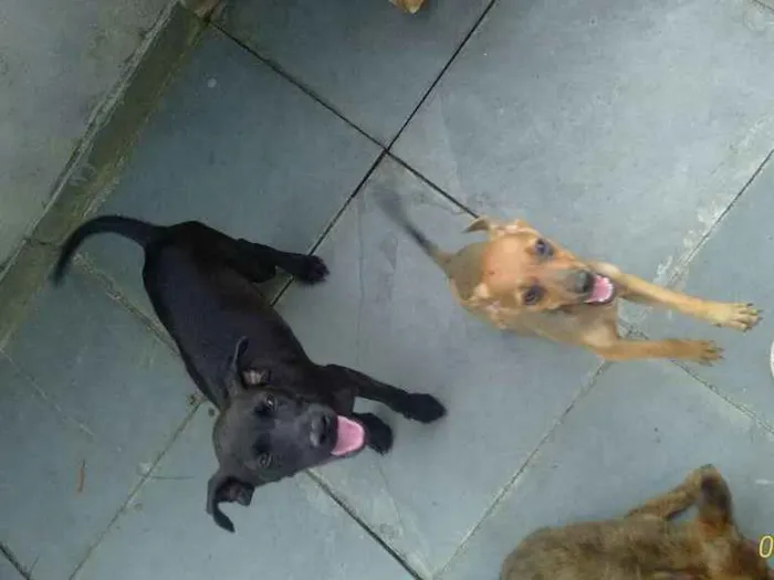 Cachorro ra a Não definida idade 2 a 6 meses nome Sem nomes