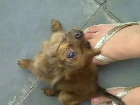 Cachorro ra a Não definida idade 2 a 6 meses nome Sem nomes