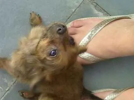 Cachorro ra a Não definida idade 2 a 6 meses nome Sem nomes