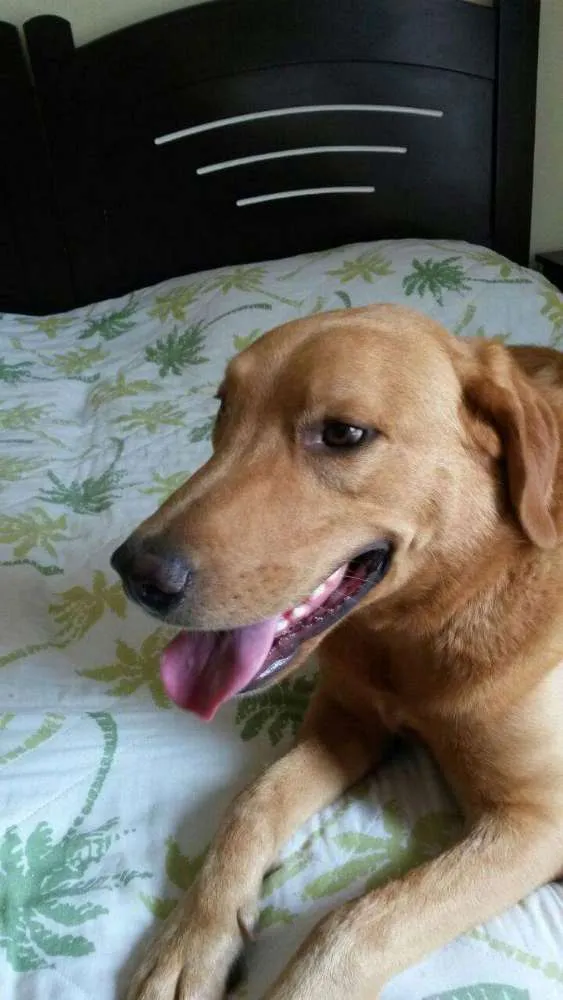 Cachorro ra a Labrador não puro idade 6 ou mais anos nome Darwin