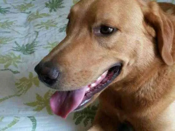 Cachorro ra a Labrador não puro idade 6 ou mais anos nome Darwin