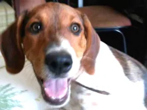 Cachorro raça Vira lata idade 4 anos nome Lili