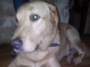 Cachorro raça Labrador não puro idade 6 ou mais anos nome Darwin