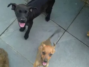 Cachorro raça Não definida idade 2 a 6 meses nome Sem nomes