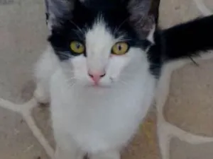 Gato raça  idade 2 a 6 meses nome Sem nome