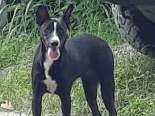 Cachorro ra a SRD idade 1 ano nome Negão 