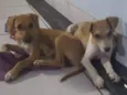 João e Maria 