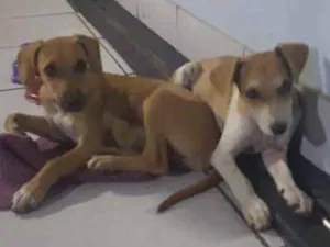 Cachorro raça Sem raça definida idade Abaixo de 2 meses nome João e Maria 