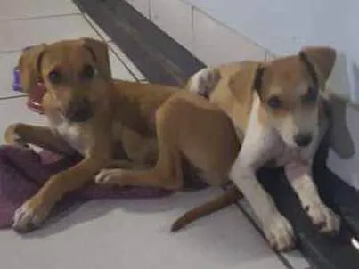Cachorro ra a Sem raça definida idade Abaixo de 2 meses nome João e Maria 
