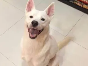 Cachorro raça kishu inu idade 1 ano nome Dinho
