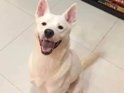 Cachorro ra a kishu inu idade 1 ano nome Dinho