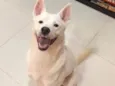 Dinho