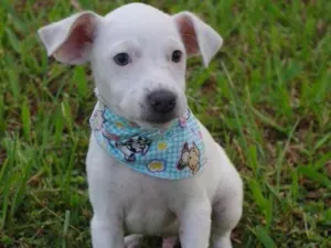 Cachorro raça SRD idade 2 a 6 meses nome Filhotes