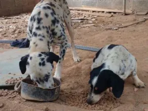 Cachorro raça Dálmata idade 6 ou mais anos nome Tito