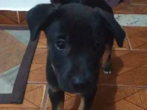 Cachorro raça Vira Lata idade 2 a 6 meses nome Fred