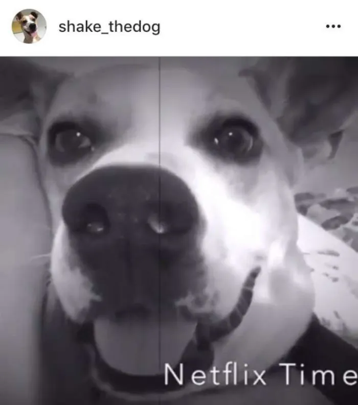Cachorro ra a Vira Lata idade 2 anos nome Shake