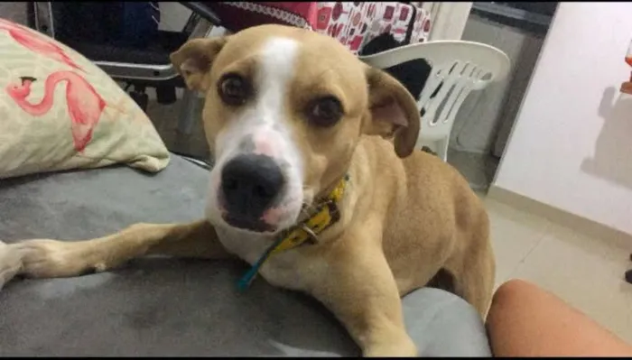 Cachorro ra a Vira Lata idade 2 anos nome Shake